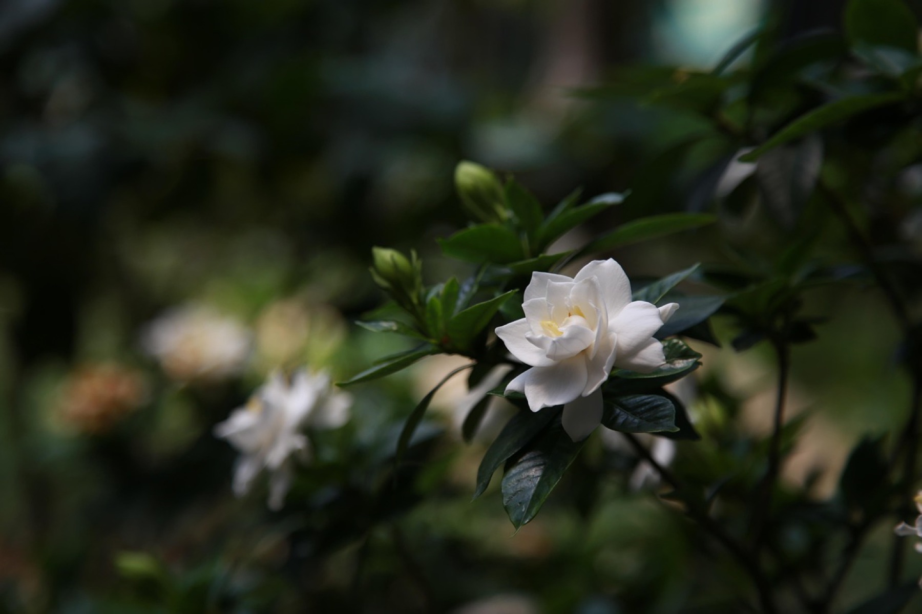 A white gardenia in bloom against dark green foliage