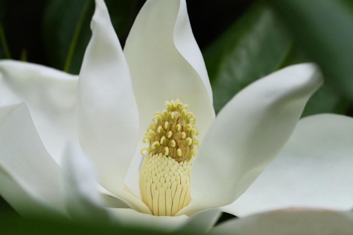 A Southern magnolia bloom